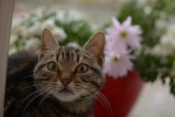 A head of gray black colored cat in front of red pot with white and roses flowers and green leaves 