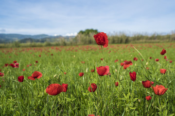 Beautiful poppy field in Tuscany italy