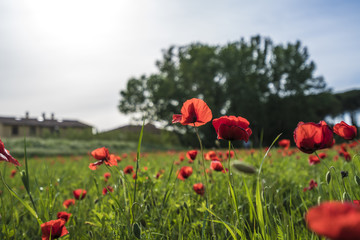 Beautiful poppy field in Tuscany italy
