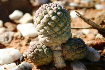 Blomme en Plante 159