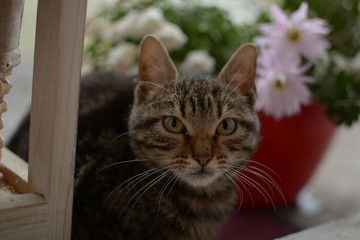 A head of black gray colored cat in front of red pot with white and roses flowers and green leaves 