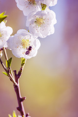 white delicate plum tree flowers and a bee collecting nectar close-up
