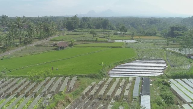 Rice farm environment in aerial footage,  Yogyakarta, Indonesia - April 2018