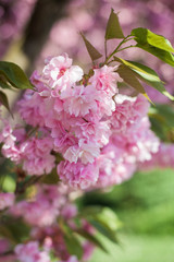 Sakura. Japanese cherry blossom. Spring. Blooming garden. Pink flowers. Heat.