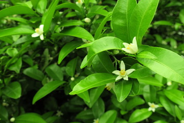 シークワーサーの花