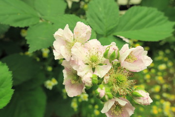 ブラックベリーの花