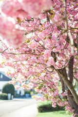 Sakura. Japanese cherry blossom. Spring. Blooming garden. Pink flowers. Heat.