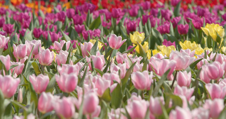 Colorful Tulip flower garden