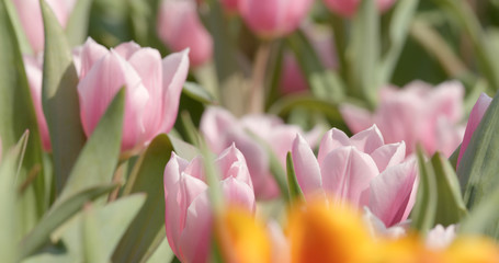  Colorful tulip flower farm