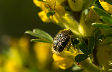 Yellow wildflowers and May beetle