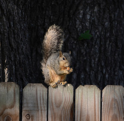Squirrel Eating Pecan © KarenStilwell