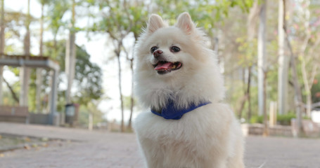 Lovely Pomeranian dog at the street