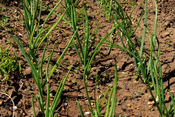 Green stems of onion, planted in even rows in the ground.