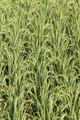 Green field with rice stalks in island Bali, Indonesia. Close up