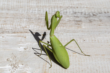 Praying mantis, mantis religiosa , close up. Bali, Indonesia