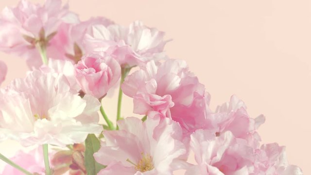 Sakura pink flowers bunch. Blooming sakura time lapse. Fragrant flowers opening closeup. 4K UHD video 3840X2160