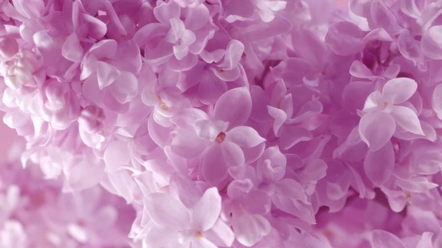 Lilac. Blooming violet lilac flowers closeup. Spring scene. Opening flowers time lapse. 4K UHD video 3840X2160