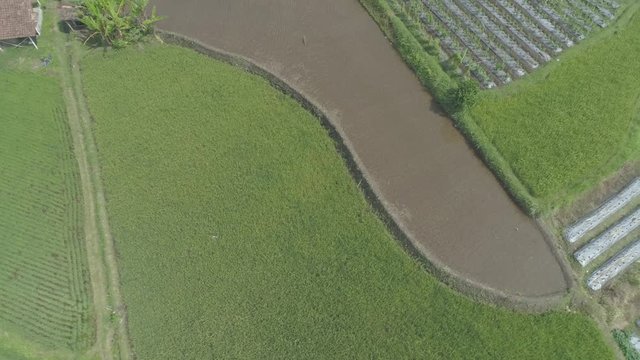 Green nature of rice field - aerial 4K footage,  Yogyakarta, Indonesia - April 2018