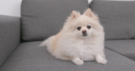 Pomeranian dog sitting on the sofa