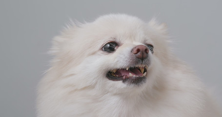  White Pomeranian feeling angry and want to bark