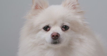 Obraz premium Cute Pomeranian dog