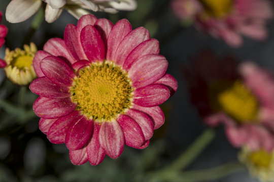 Red Daisy , Flower
