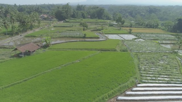 Beauty green rice field aerial footage,  Yogyakarta, Indonesia - April 2018