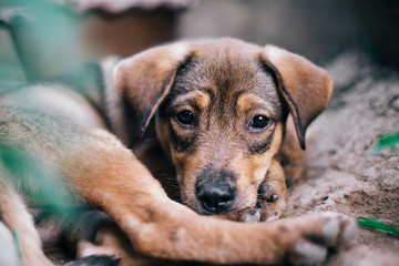 Dog sleep alone vintage tone.