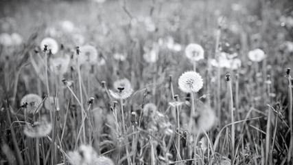 Pusteblumen in der Wiese, Schwarzweiß Foto, Löwenzahn