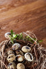 Willow nest with quail eggs on the dark wooden background, top view, close-up, selective focus
