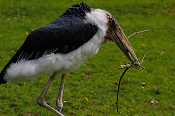 Marabou stork