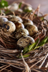 Willow nest with quail eggs on the dark wooden background, top view, close-up, selective focus