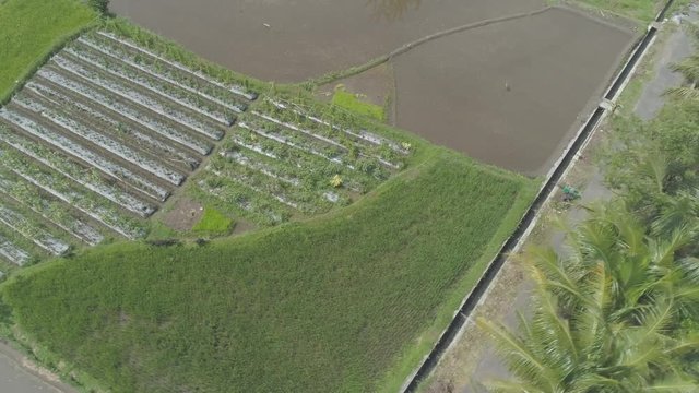 Rice field and road side aerial footage,  Yogyakarta, Indonesia - April 2018
