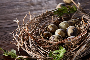 Willow nest with quail eggs on the dark wooden background, top view, close-up, selective focus