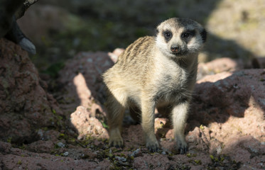 Fototapeta premium Meerkat