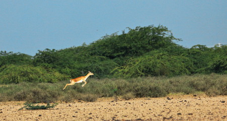 Deer Female. Rajasthan. Wildlife