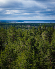 cloudy day, sun-shining forest, beautiful blue sky and clouds; view from above to the beautiful pine forest and the blue lake behind the forest, all around only forests