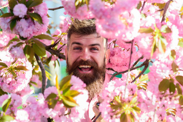 Fototapeta premium Man with beard and mustache on smiling face near sakura flowers. Soft and gentle concept. Bearded man with stylish haircut with flowers on background, close up. Hipster near branch of sakura tree.