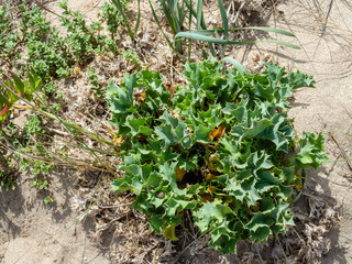 Fototapeta na wymiar Plants growing in sand over Sardinia beach