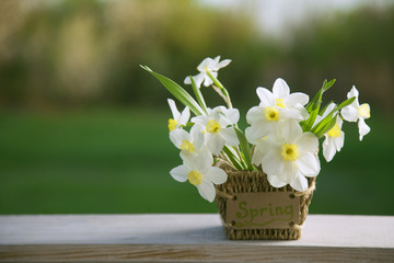 Narcissus flower. Spring flower in flower pot.
