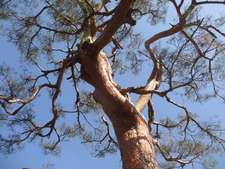 Fototapeta na wymiar 松の木と青空
