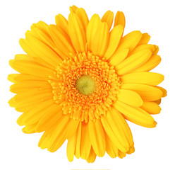 Beautiful Gerbera (Daisy) isolated on white background, including clipping path. Germany
