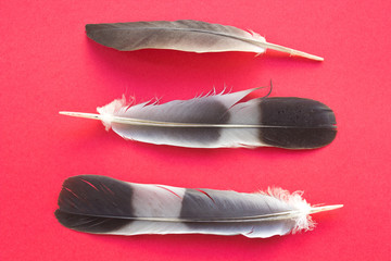 Feathers isolated on red background