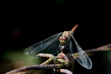Red dragonfly on rusty barbed wire
