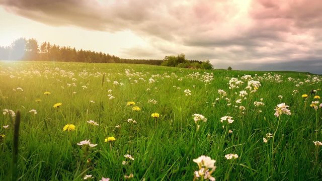 Dramatischer Himmel &uuml;ber Fr&uuml;hlingswiese