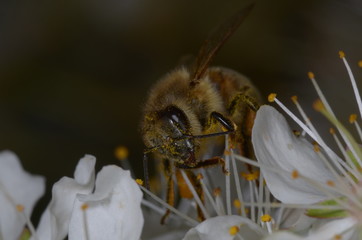  bee flower pollen