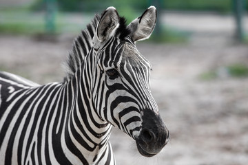 Fototapeta na wymiar portrait of a zebra closeup