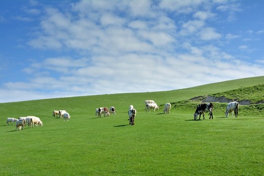 Troupeau de vaches sur les falaises près du cap Blanc-Nez dans les hauts-de-France