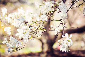magnolia tree in park