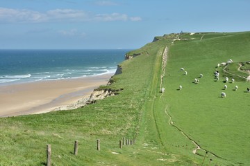 Troupeau de vaches sur les falaises près du cap Blanc-Nez dans les hauts-de-France